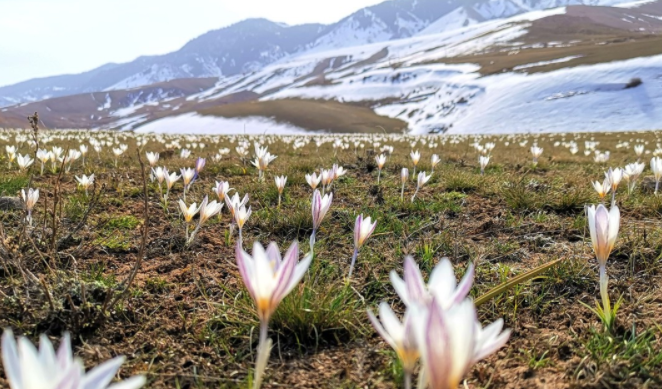 游新疆闯进伊犁的草原遇见春天的野百合