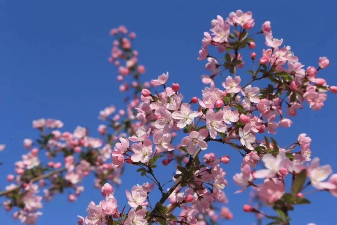 春日限定江苏高校春景大放送