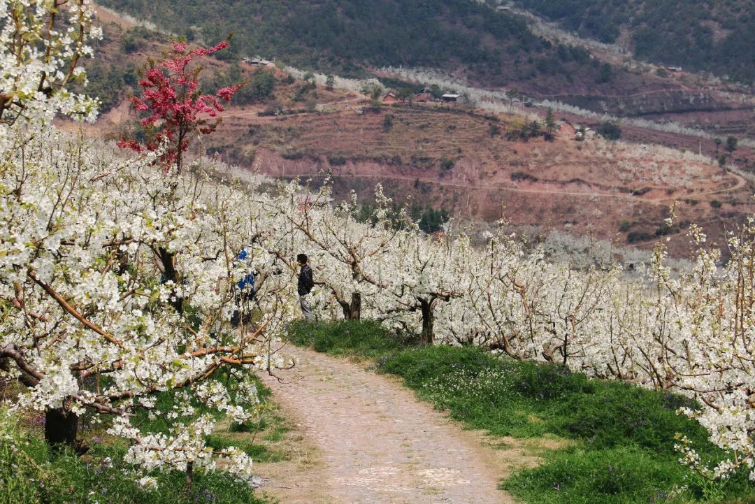 大理巍山马鞍山乡图片