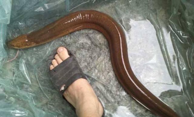 为什么有人说蛇吃黄鳝找死因为黄鳝喜欢乱钻吗