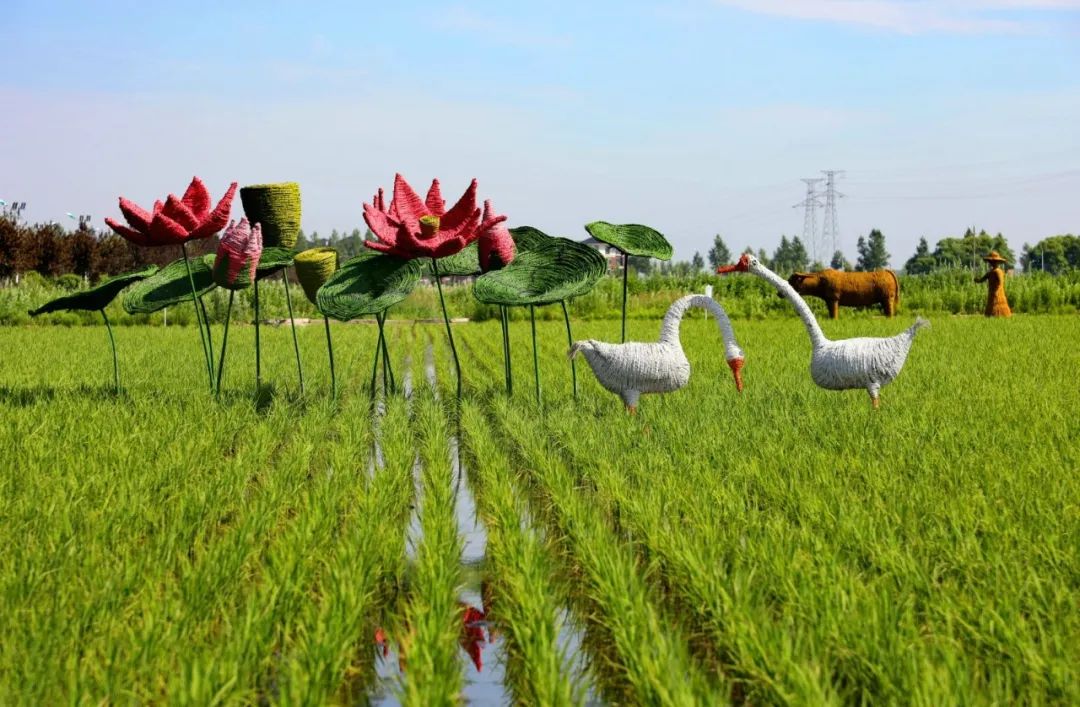 有趣的稻田景观