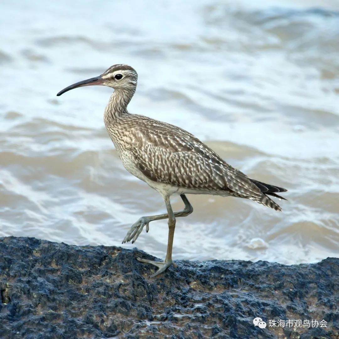 珠海鸟类知多少