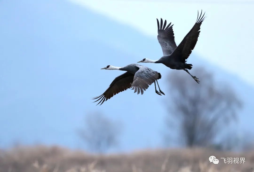 67第21期鸟类生态摄影之鹤鸟三白