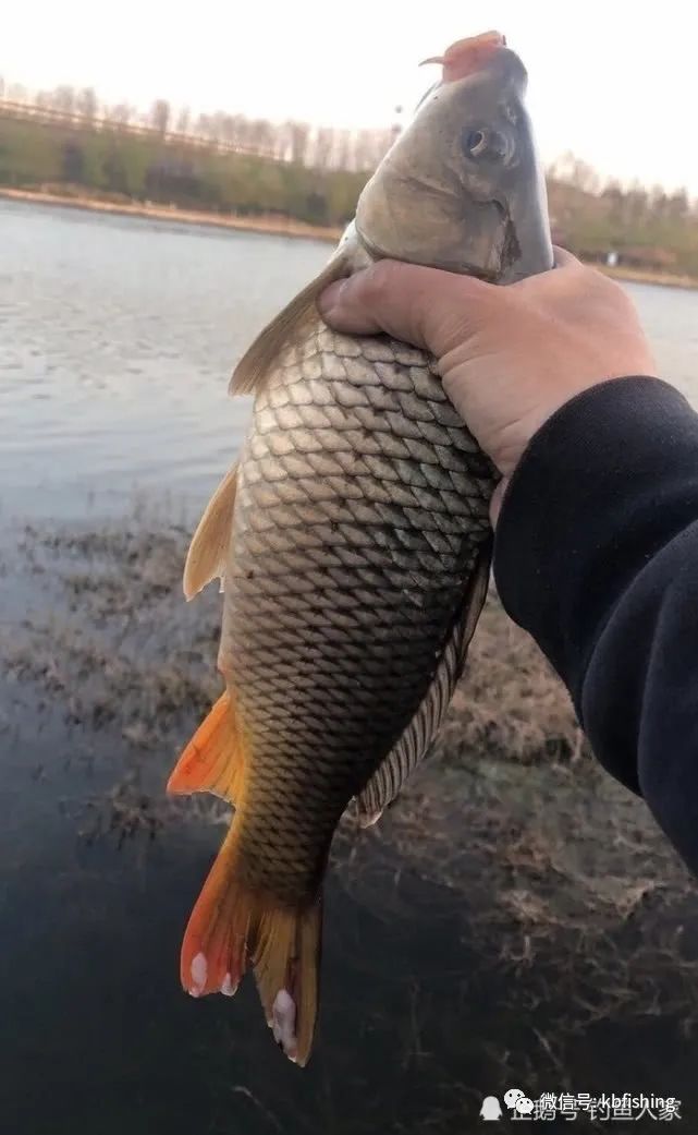 长江钓鲤鱼连竿作钓6条大鲤鱼夏钓野生鲤鱼爆护教学