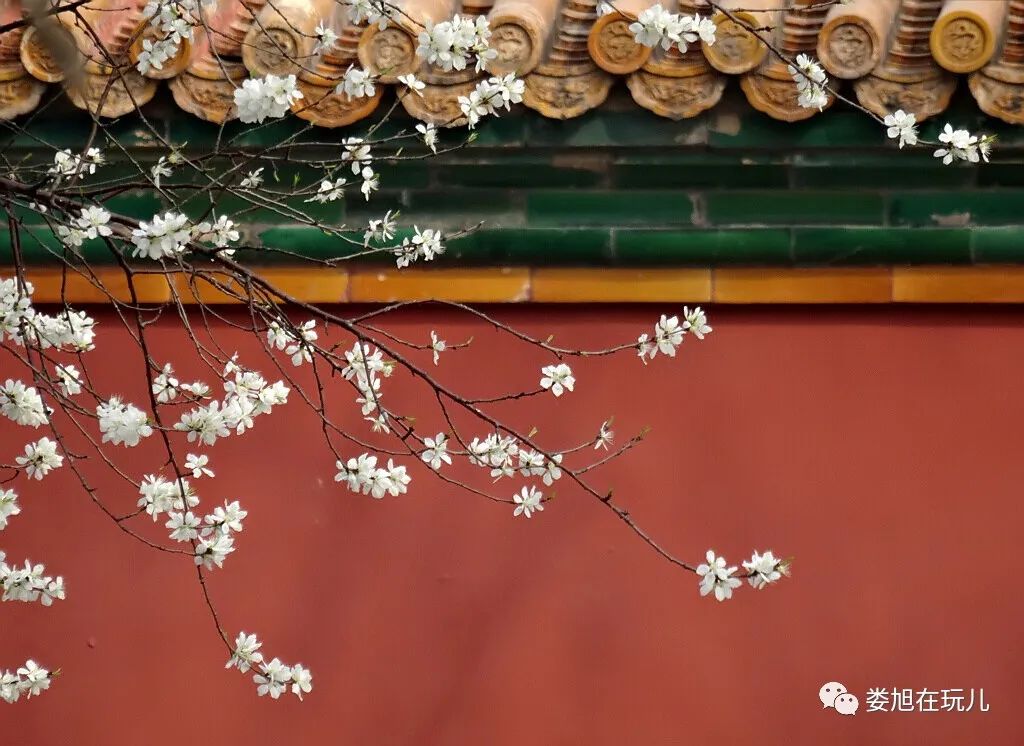 春色紫禁城_桃花