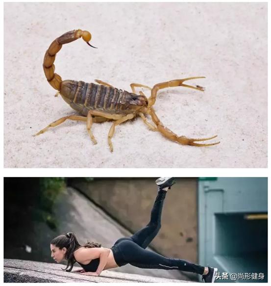 风靡欧美无器械健身动物流