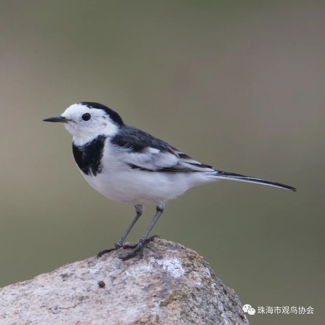 珠海鸟类知多少