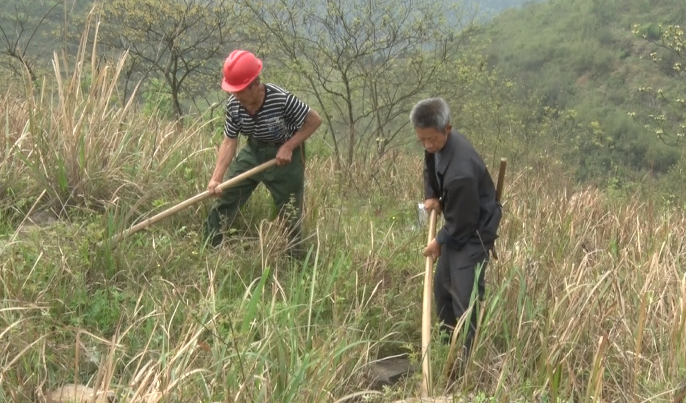 晃州镇两河口村村民义务植树绿化荒山荒坡 杨弟树