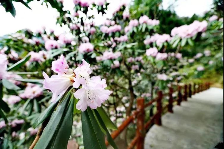 壮观迷人商洛木王万顷杜鹃花开春风拂过花海如潮