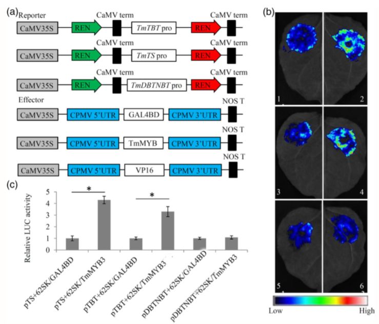 作者在本氏烟叶片做了双荧光素酶报告基因测定,确定tmmyb3在体内的