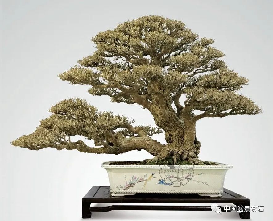 黄槿 逸品奖 王丰铨藏品 苏放摄影金柳 逸品奖 黄泗山藏品 苏放摄影毛