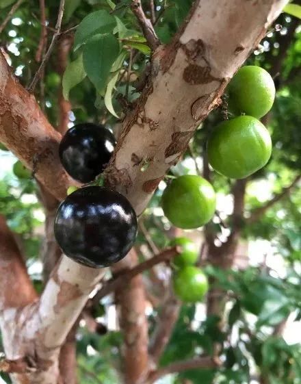 这种卖到500蚊一斤的"土豪果",现在烂大街了?_嘉宝