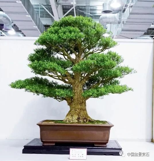 黄杨 陈阿敏藏品黄槿 王丰铨藏品黑松 柏泰园藏品黑木 周燕藏品成组