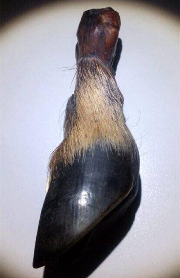 黑驴蹄子做手串?辟邪又好玩,啥也别管了,盘它!