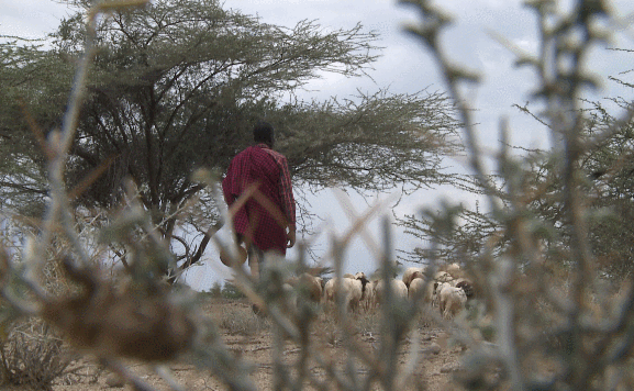 总台女记者追踪肯尼亚蝗灾中图尔卡纳历险