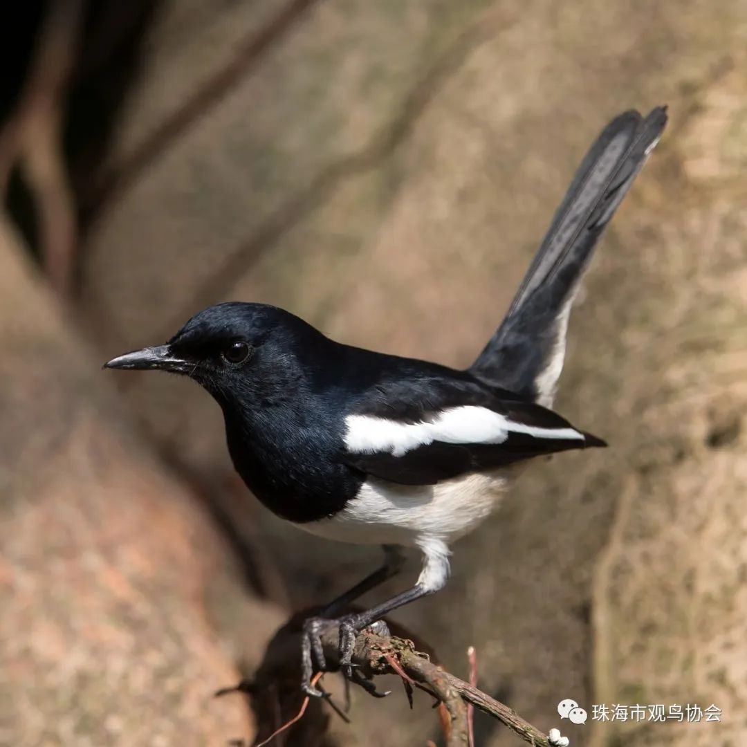珠海鸟类知多少