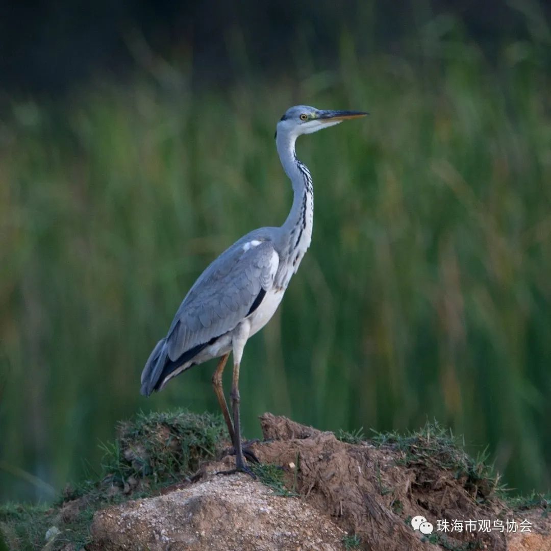 珠海鸟类知多少