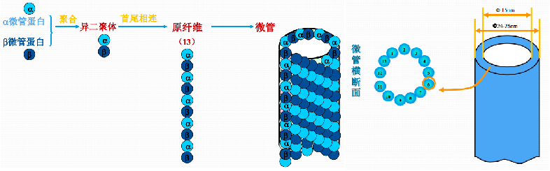 微管是由微管蛋白组成的不分支的中空小管,内径为14-15nm,外径为22-25