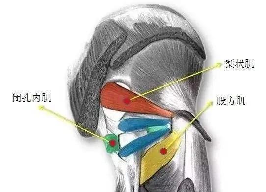 其中的關係可能是股方肌受骶叢肌支所支配,股二頭肌受坐骨神經支配,骶