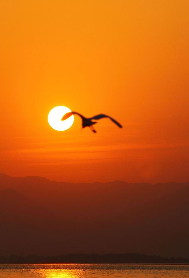 朝霞映白鹭_微信