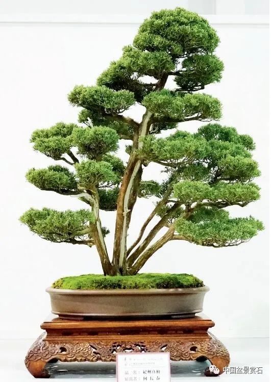 李富铭藏品毛朴 柏泰园藏品毛朴 柏泰园藏品毛朴 汤荣福藏品牛港莿