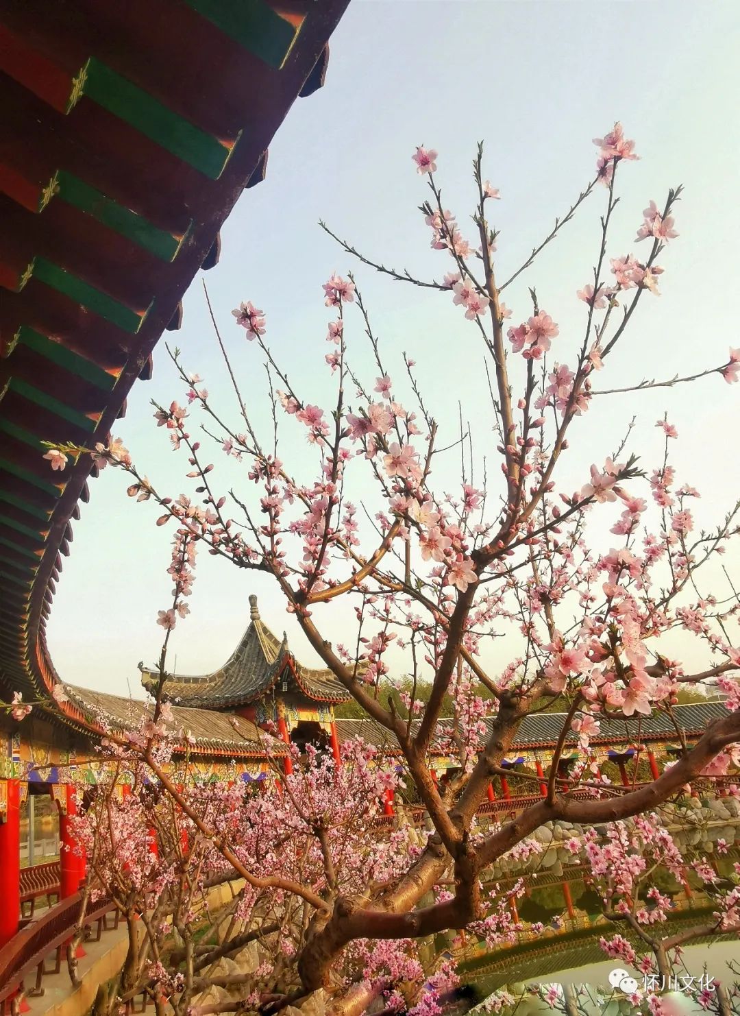 苏玉成,网名凡夫,河南省博爱县人,县城管局职工,在博爱人民公园上班