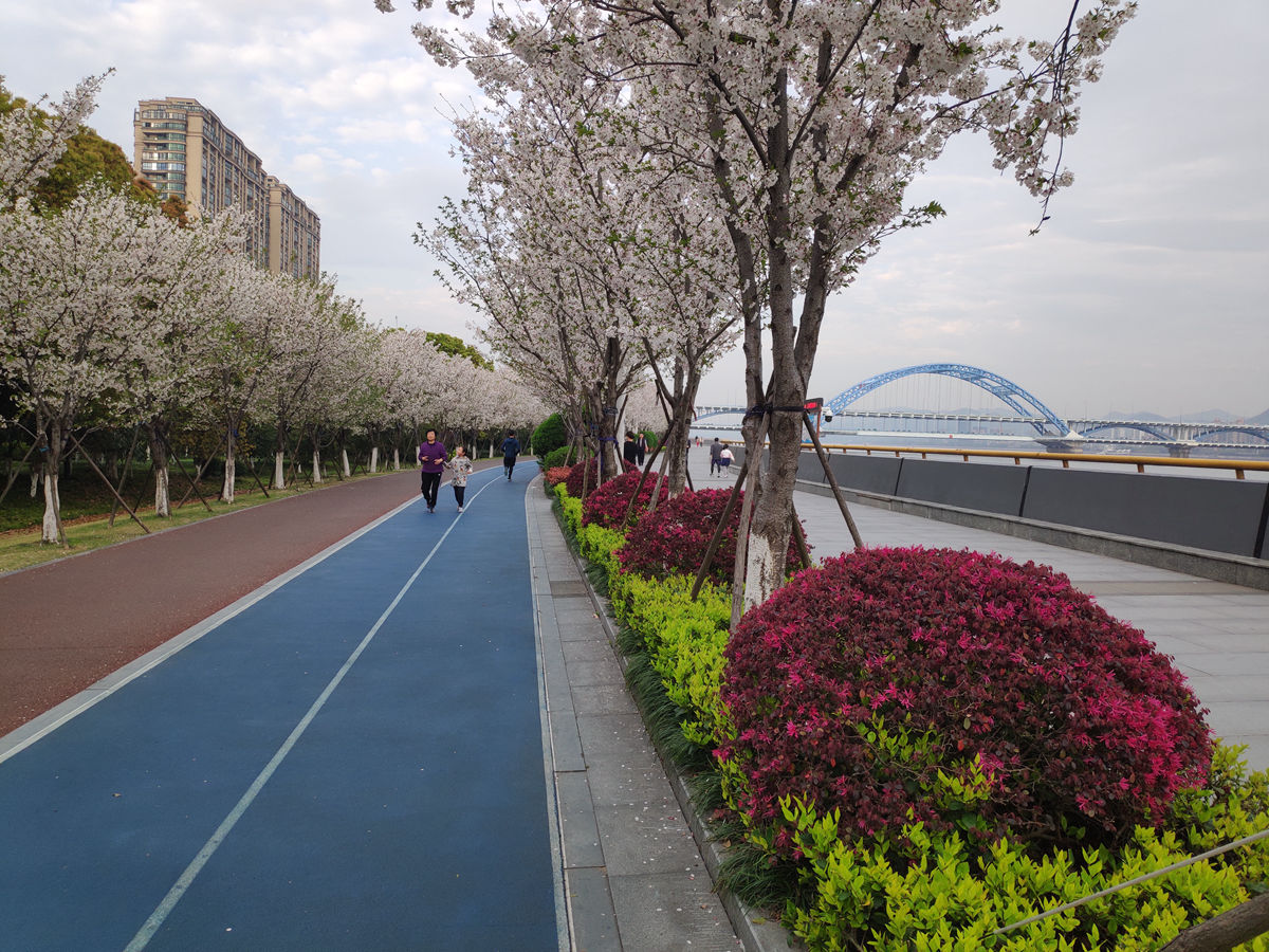 杭州新网红"最美樱花跑道"刷爆朋友圈!看樱花就来滨江公园!