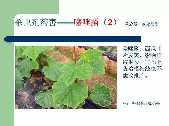 农药药害高清图谱大全看后从此不求人