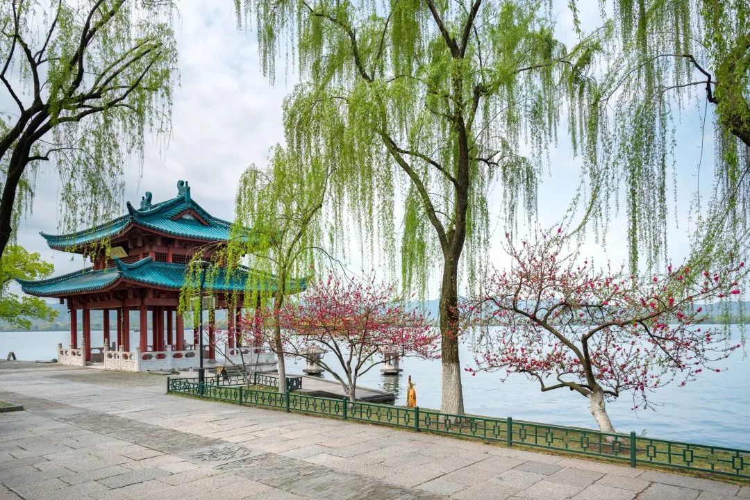 灰姑娘变公主柳浪闻莺桃红柳绿正式上线沿湖桃花陆续进入花期