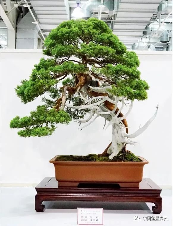 抗疫时刻线上回顾排世界前三之列的第18届华风展200余盆作品大回放