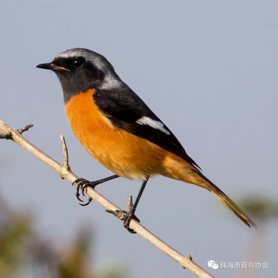 珠海鸟类知多少