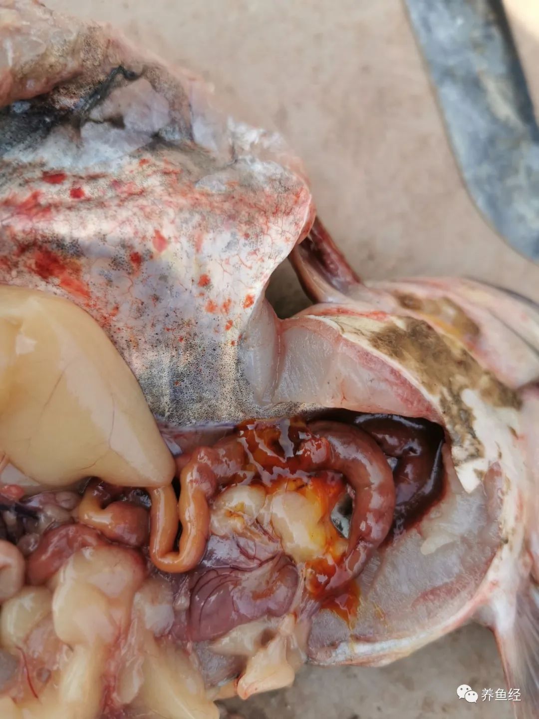 黄颡鱼内脏结构解剖图图片