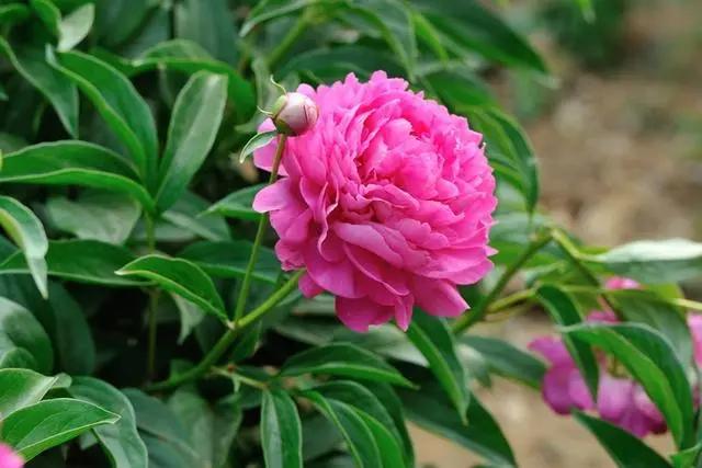 药用芍药认草药芍药