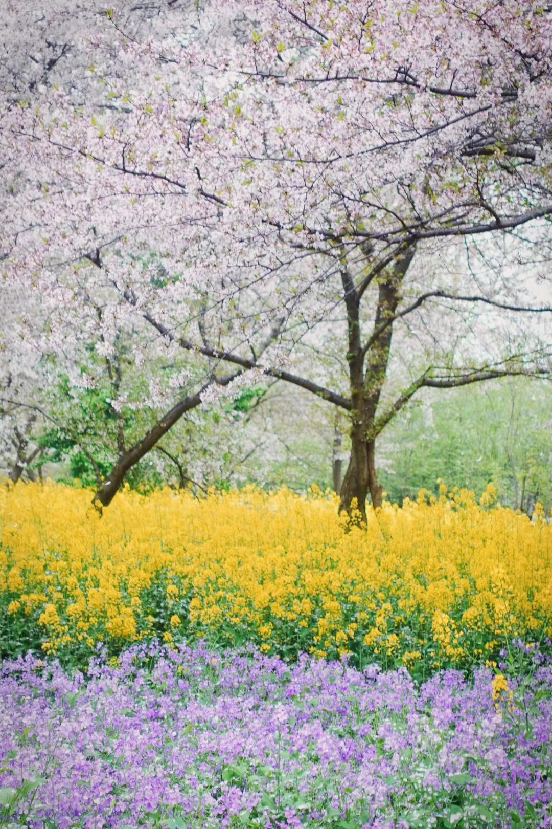 别急,看完这篇拍花技巧,教你拍出唯美花卉照片.