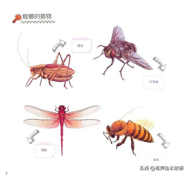螳螂的繁殖方式图片