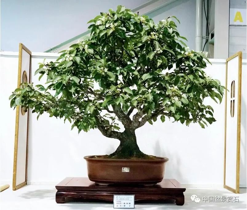 李富铭藏品毛朴 柏泰园藏品毛朴 柏泰园藏品毛朴 汤荣福藏品牛港莿