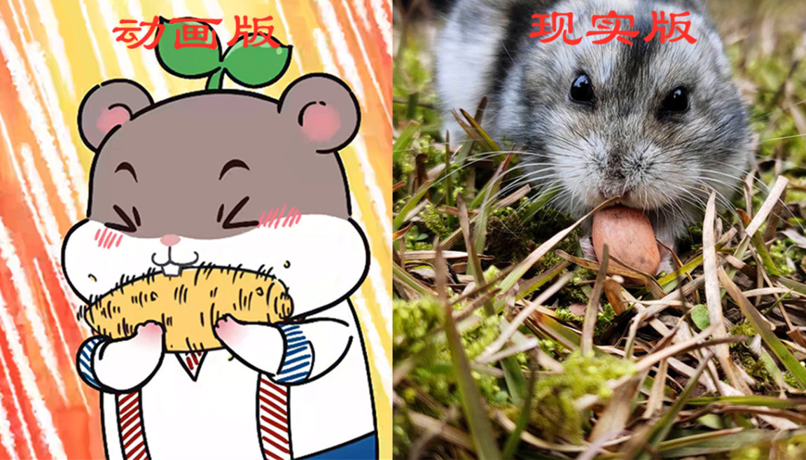 原创动画版仓鼠与现实版仓鼠对比挑战吃小米辣安静时特别乖
