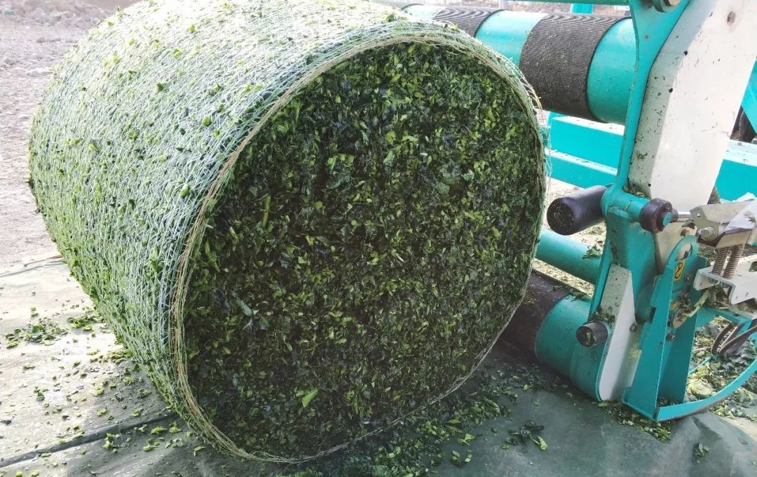 西兰花茎叶做成裹包青贮饲料又是一个商机