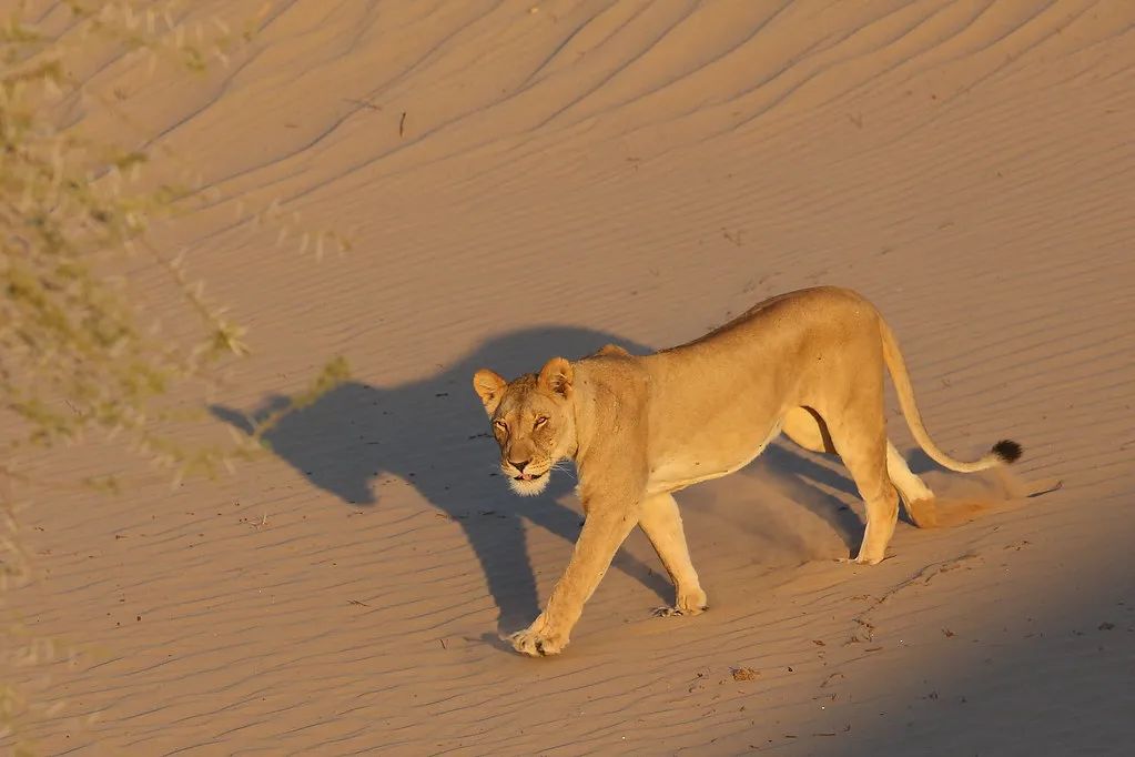 卡拉哈里沙漠狮子图片