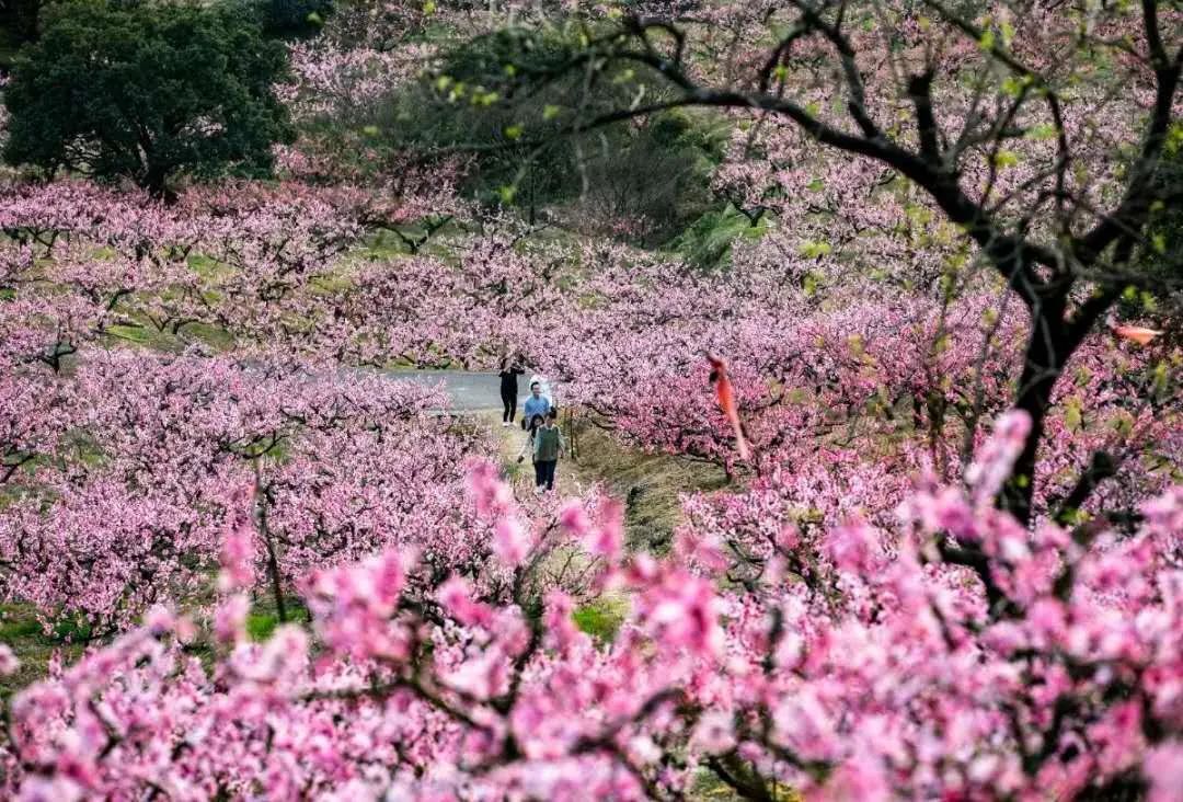 美翻了!央视《新闻联播》播出奉化万亩桃花繁花似锦,美不胜收