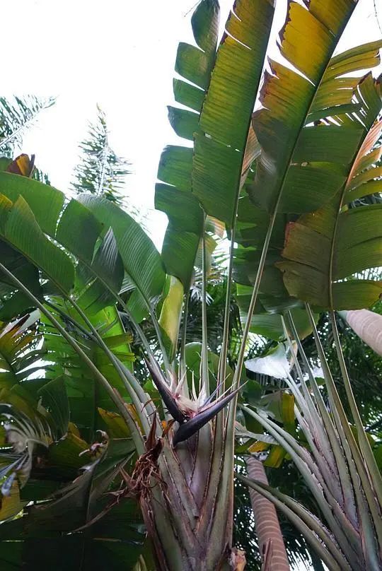 每日一花白花天堂鸟丛生状叶大花萼白色