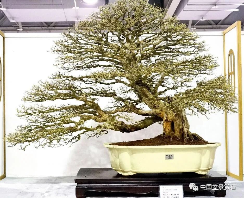 吴基峰藏品小品组合 林锡泉藏品小品组合 黄英富藏品席饰(寿娘子,黄槿