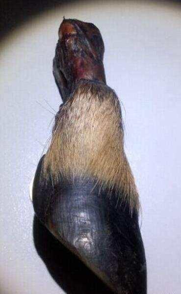 黑驴蹄子做手串?辟邪又好玩,啥也别管了,盘它!