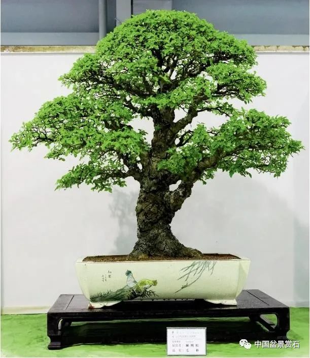 罗汉松 柏泰园藏品黄槿 沈启德藏品黑松 游本义藏品黑松 栗嘉新藏品