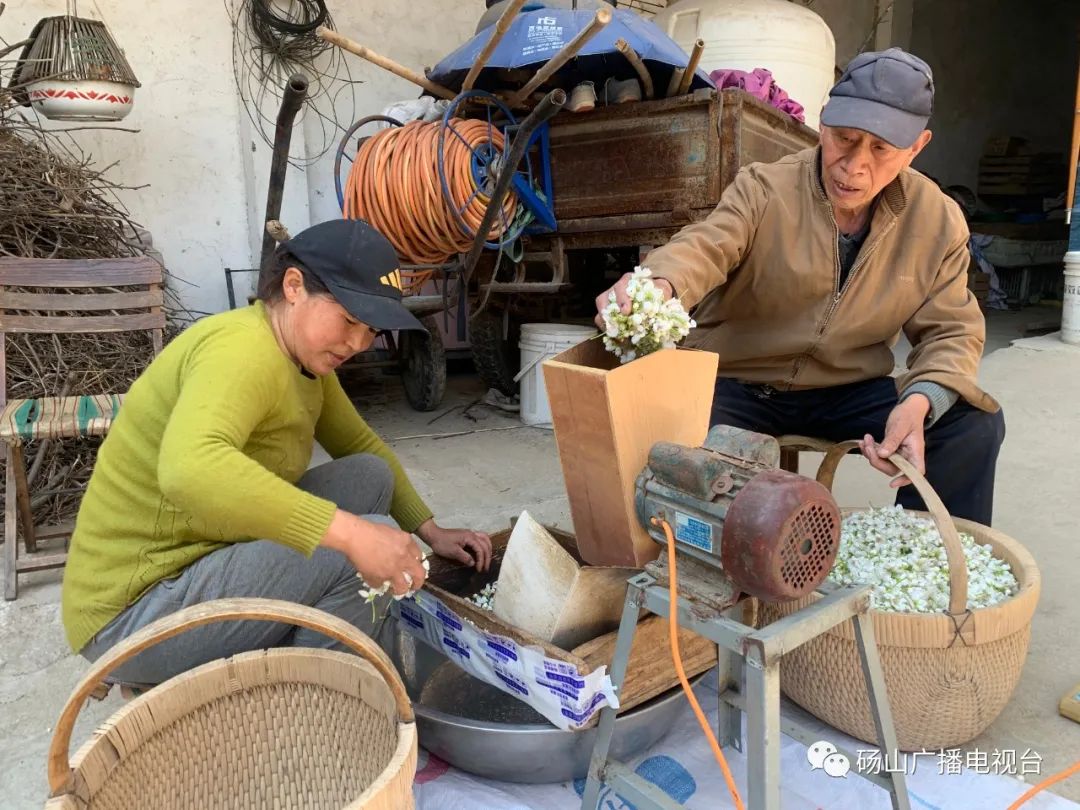 花海砀山梨花放,果农采花制粉忙!