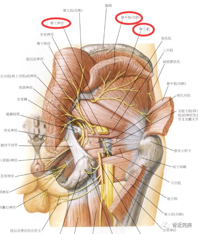 干货分享下肢肌肉的神经支配看完你就会