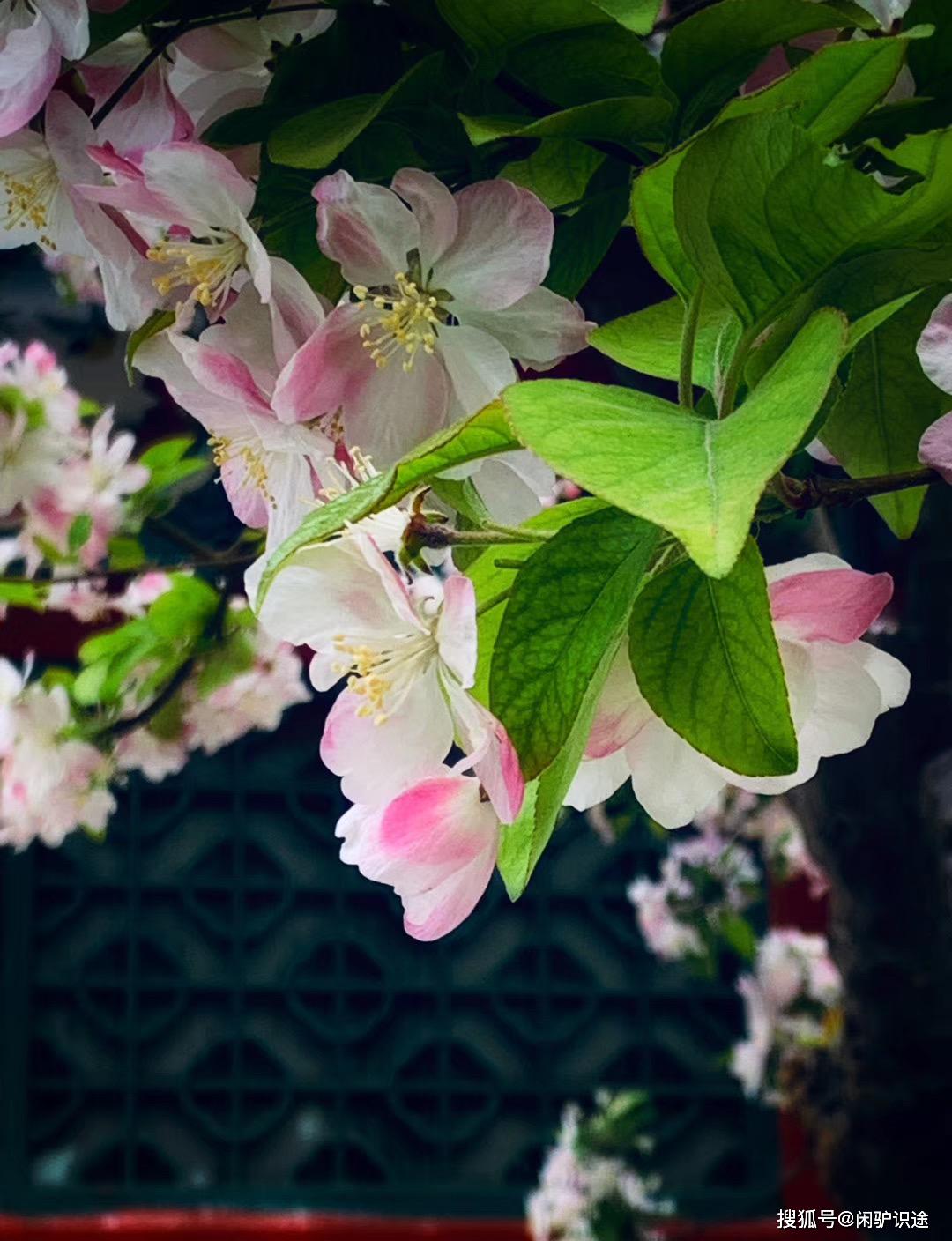 海棠花开好,恋人情更浓!