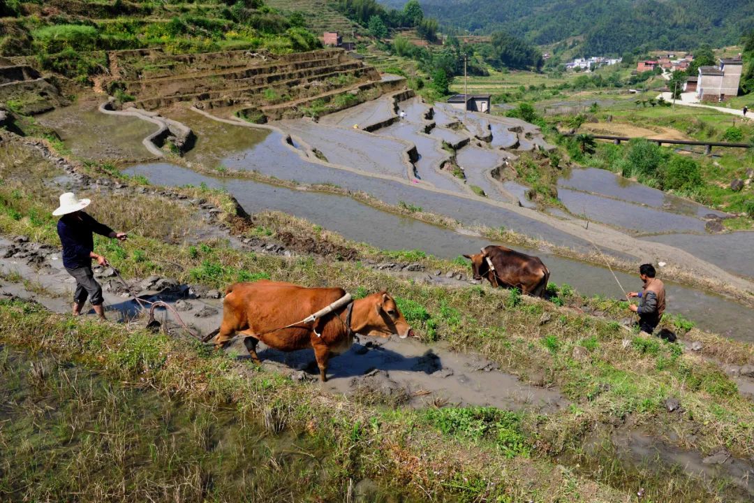一大波万载春耕美图来袭