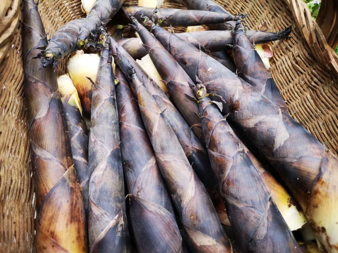 约起到王店镇满山红村扳雷竹克哟