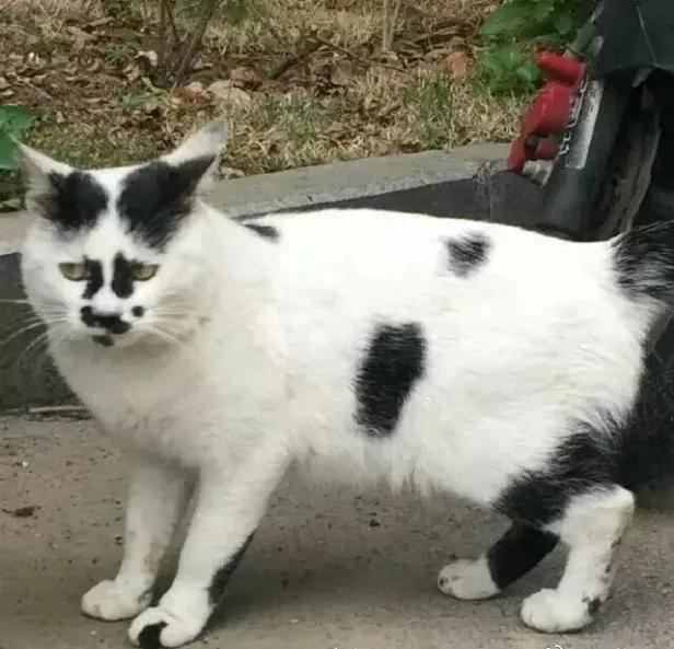 盘点世界上最丑的猫第二期哈哈受不了了